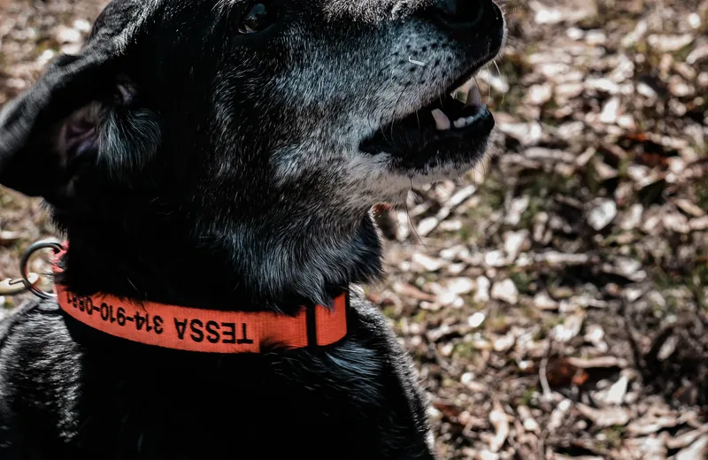 K-9 Tessa