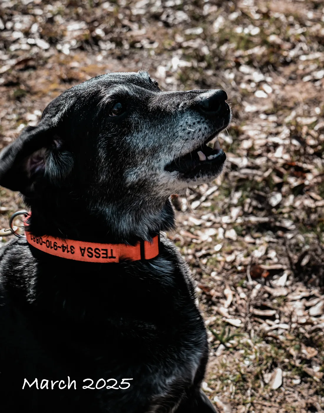 K-9 Tessa working a search
